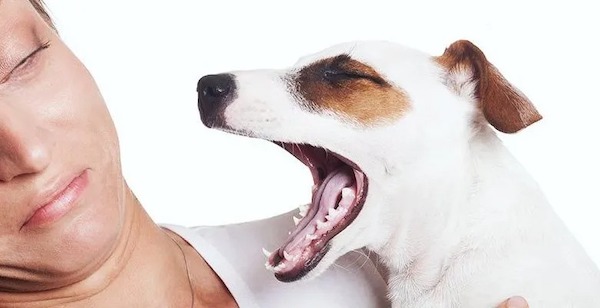 Que faire si votre chien a mauvaise haleine ? Les experts révèlent la solution et les préventions