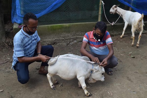 Surprendre le monde : rencontrez Rani, la plus petite vache du monde