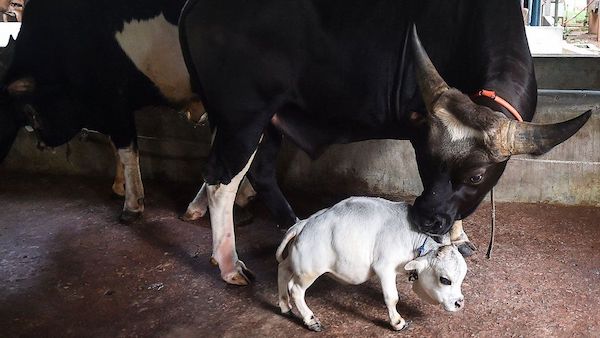 Surprendre le monde : rencontrez Rani, la plus petite vache du monde