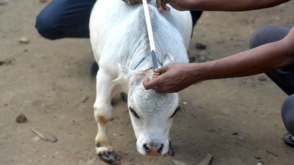 Surprendre le monde : rencontrez Rani, la plus petite vache du monde