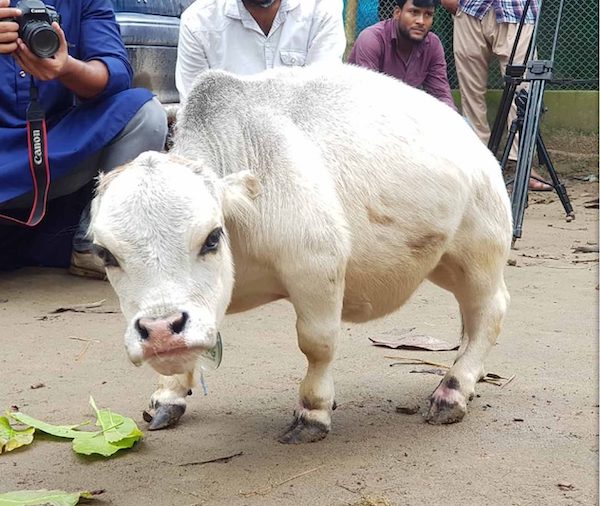 Surprendre le monde : rencontrez Rani, la plus petite vache du monde