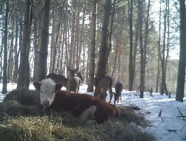 Un bébé vache adopté par une famille de cerfs après s'être échappé de l'abattoir