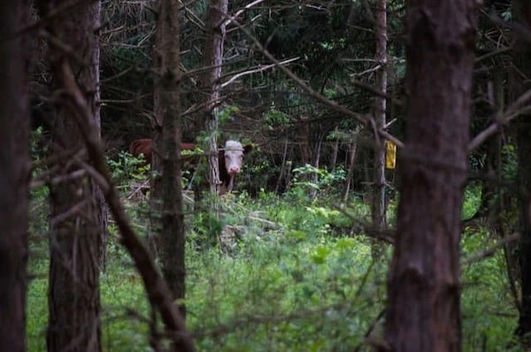 Un bébé vache adopté par une famille de cerfs après s'être échappé de l'abattoir