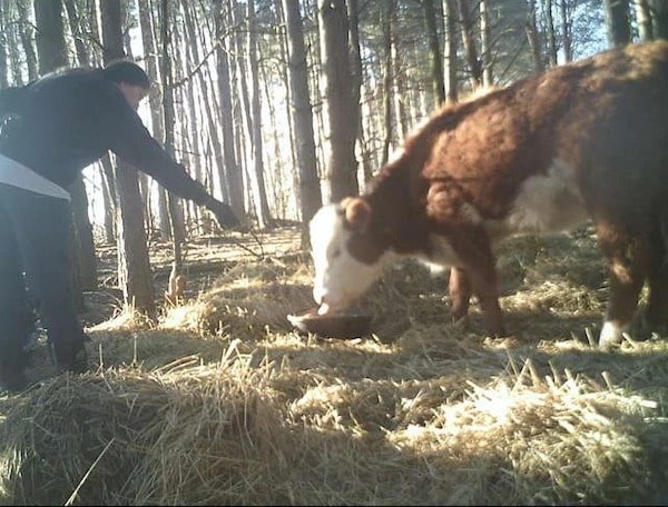 Un bébé vache adopté par une famille de cerfs après s'être échappé de l'abattoir