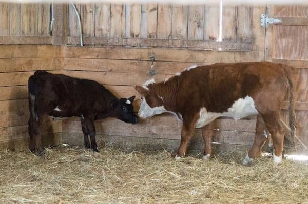 Un bébé vache adopté par une famille de cerfs après s'être échappé de l'abattoir