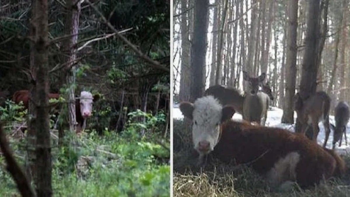 Un bébé vache adopté par une famille de cerfs après s'être échappé de l'abattoir