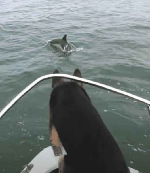 Un berger allemand a sauté d'un bateau pour s'amuser dans l'eau avec les dauphins