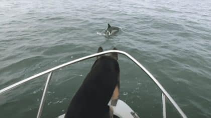 Un berger allemand a sauté d'un bateau pour s'amuser dans l'eau avec les dauphins