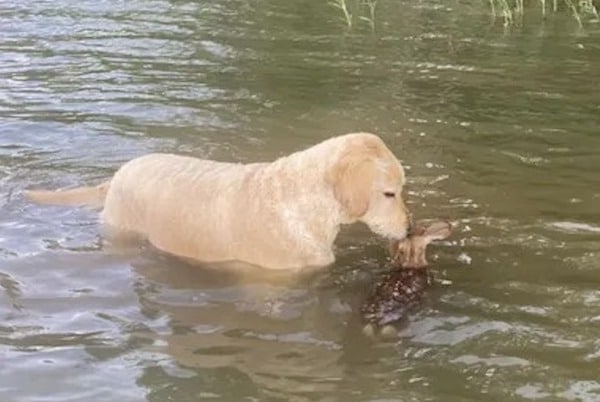 Un chien sauve un faon en difficulté, ce qui se passe ensuite émeut tout le monde