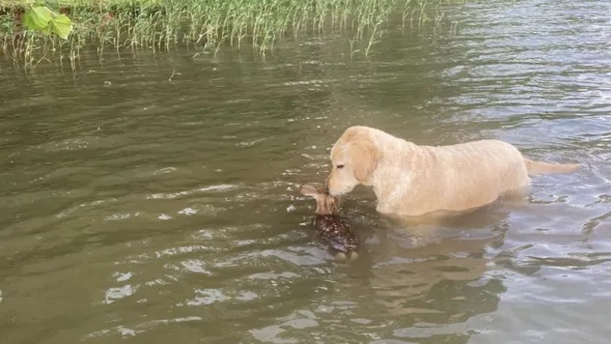 Un chien sauve un faon en difficulté, ce qui se passe ensuite émeut tout le monde