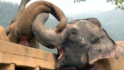 Un éléphant sauvé est accueilli avec joie par son troupeau, une scène émouvante