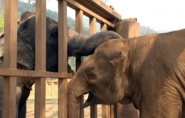 Un éléphant sauvé est accueilli avec joie par son troupeau, une scène émouvante