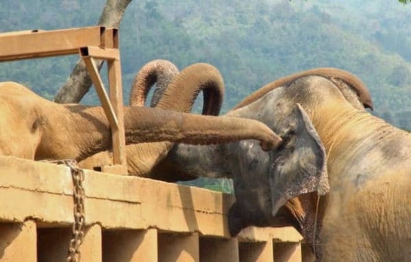 Un éléphant sauvé est accueilli avec joie par son troupeau, une scène émouvante