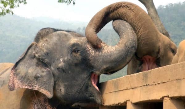 Un éléphant sauvé est accueilli avec joie par son troupeau, une scène émouvante