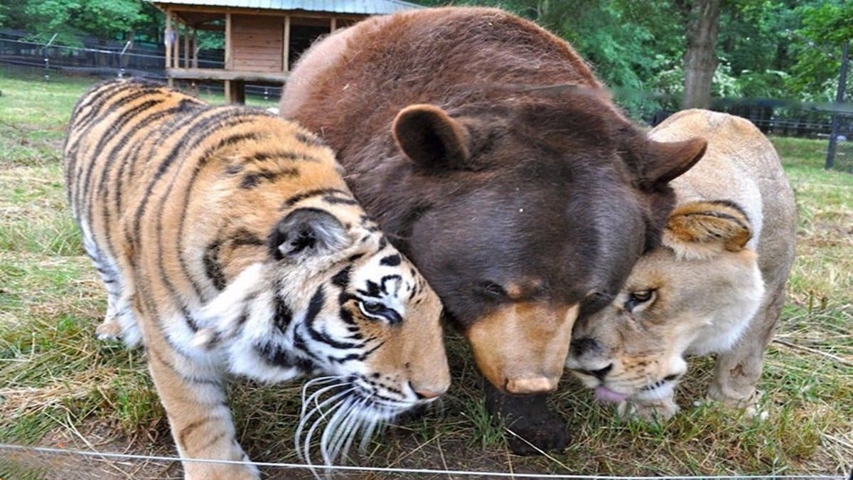 Un lion, un tigre et un ours sauvés alors qu'ils étaient petits sont devenus des amis inséparables pour toujours