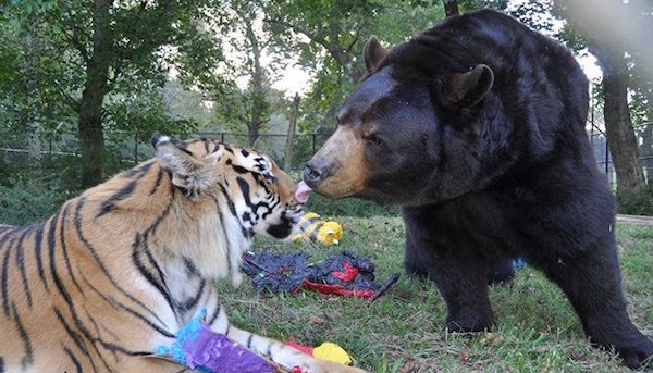 Un lion, un tigre et un ours sauvés alors qu'ils étaient petits sont devenus des amis inséparables pour toujours