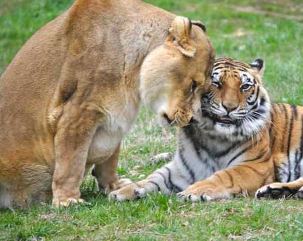 Un lion, un tigre et un ours sauvés alors qu'ils étaient petits sont devenus des amis inséparables pour toujours