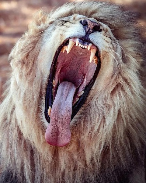 Un photographe capture la majesté des lions blancs