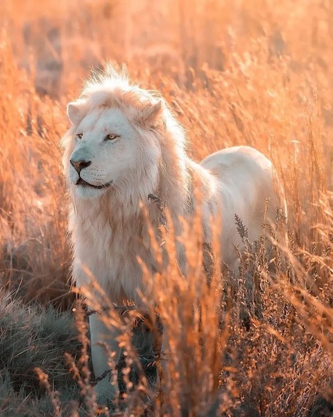 Un photographe capture la majesté des lions blancs