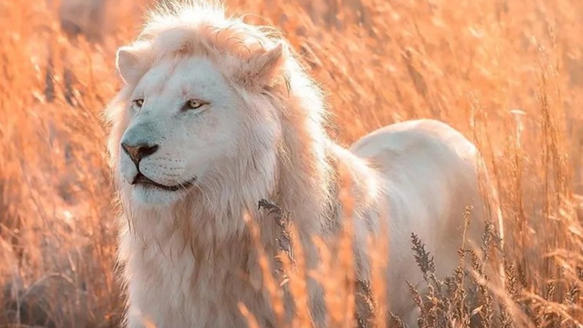 Un photographe capture la majesté des lions blancs