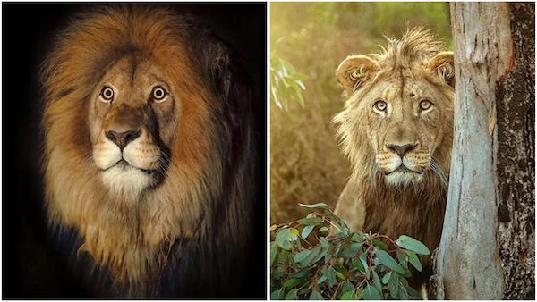 Un photographe capture la majesté des lions blancs