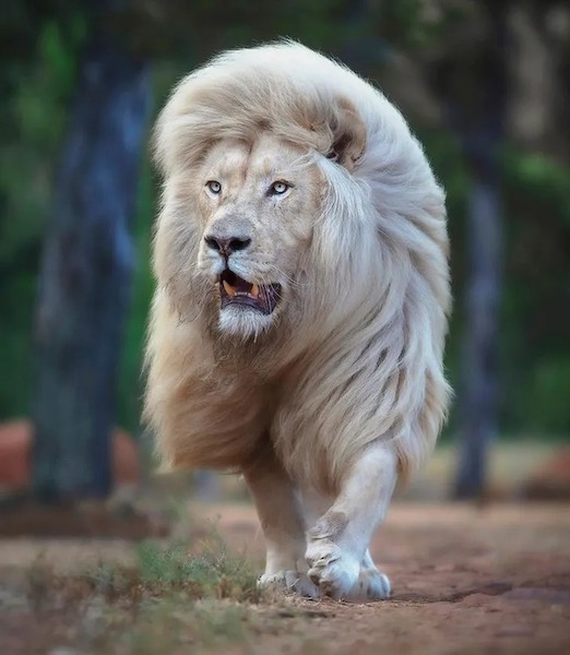 Un photographe capture la majesté des lions blancs