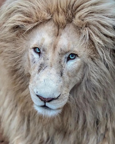 Un photographe capture la majesté des lions blancs