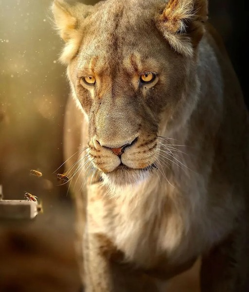 Un photographe capture la majesté des lions blancs