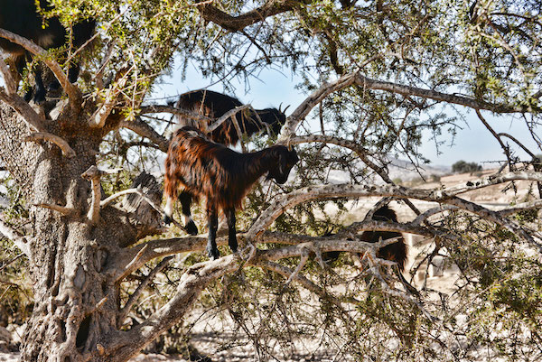 Un spectacle étonnant : des chèvres grimpant aux arbres au Maroc