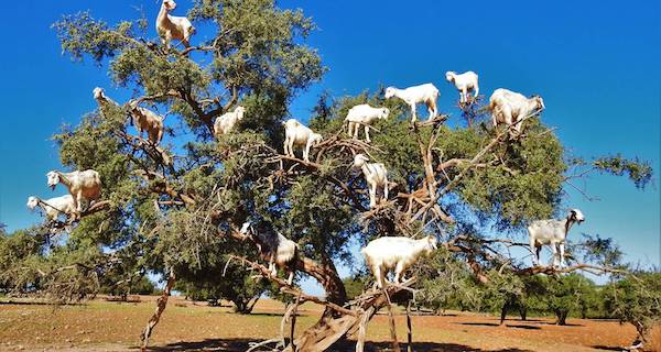 Un spectacle étonnant : des chèvres grimpant aux arbres au Maroc