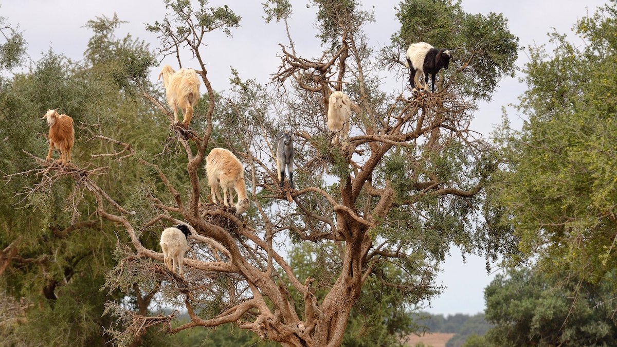 Un spectacle étonnant : des chèvres grimpant aux arbres au Maroc