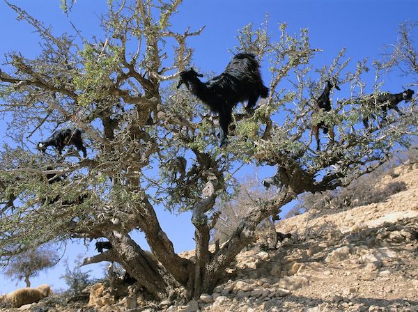 Un spectacle étonnant : des chèvres grimpant aux arbres au Maroc