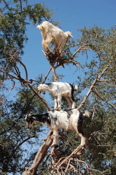 Un spectacle étonnant : des chèvres grimpant aux arbres au Maroc