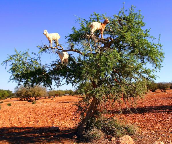 Un spectacle étonnant : des chèvres grimpant aux arbres au Maroc