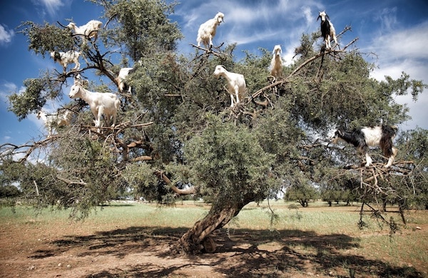 Un spectacle étonnant : des chèvres grimpant aux arbres au Maroc