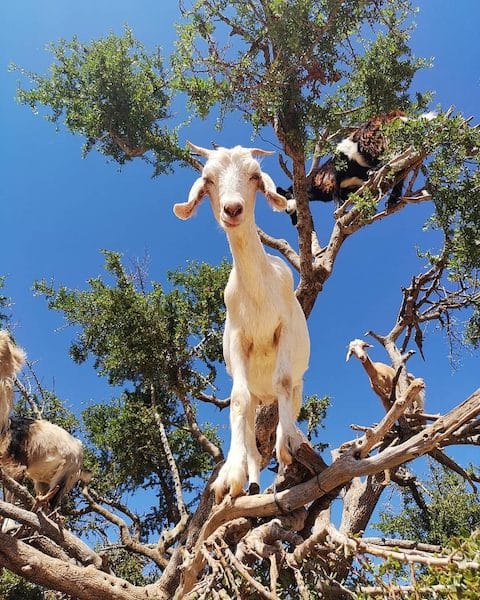 Un spectacle étonnant : des chèvres grimpant aux arbres au Maroc