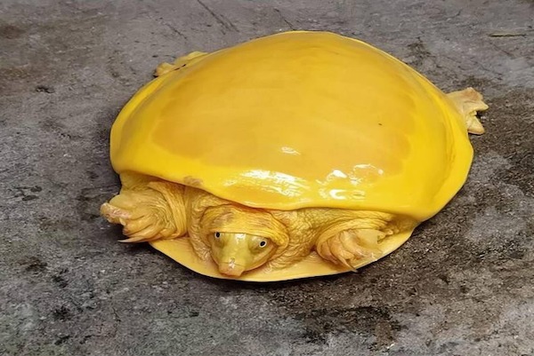 Une rare tortue à carapace dorée a laissé tout le monde stupéfait