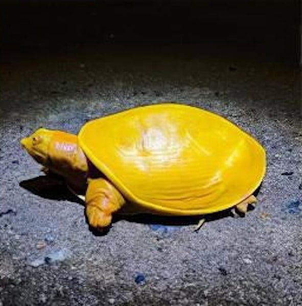 Une rare tortue à carapace dorée a laissé tout le monde stupéfait