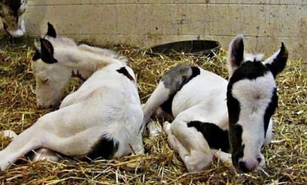 Une vieille jument a donné naissance à deux poulains rares, heureusement ils sont en bonne santé