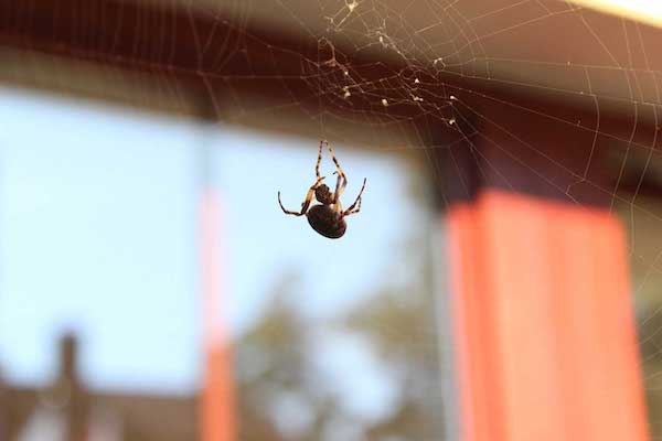 Comment repousser les araignées de nos maisons : astuces indispensables à connaître