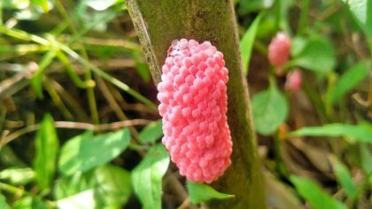 Attention si vous voyez ces petits œufs roses sur un mur, vous devriez vite savoir de quoi il s’agit