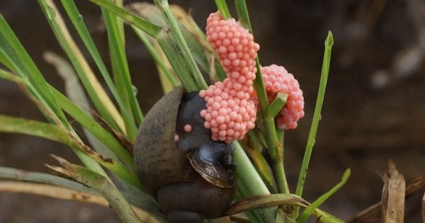 Découvrez ces fascinants œufs roses qui envahissent votre jardin à Pâques : un présage d'invasion à ne pas manquer