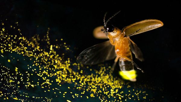 Découvrez les secrets des insectes d'été : coccinelles, libellules et lucioles à explorer