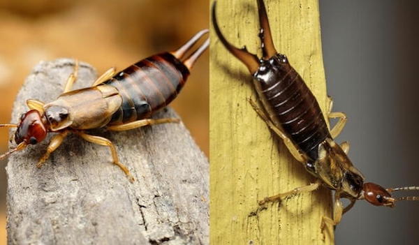 Pourquoi des perce-oreilles communs (Forficula auricularia) apparaissent-ils dans ma maison et à quel point peuvent-ils être dangereux ?