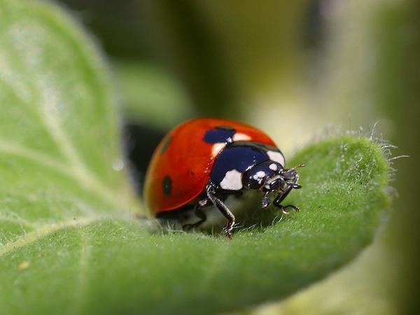 Découvrez les secrets des insectes d'été : coccinelles, libellules et lucioles à explorer