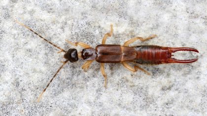 Pourquoi des perce-oreilles communs (Forficula auricularia) apparaissent-ils dans ma maison et à quel point peuvent-ils être dangereux ?