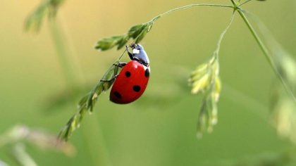 Découvrez les secrets des insectes d'été : coccinelles, libellules et lucioles à explorer