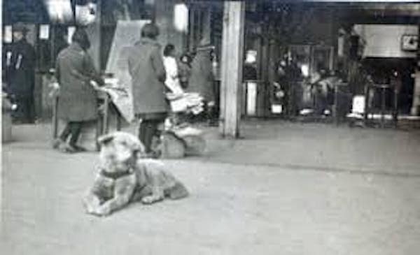 « Hachiko », l'incroyable histoire du chien bien-aimé qui a conquis le cœur de Richard Gere