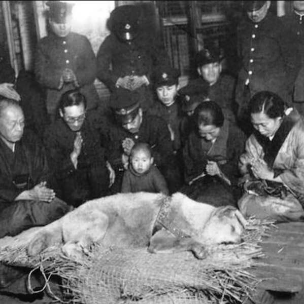 « Hachiko », l'incroyable histoire du chien bien-aimé qui a conquis le cœur de Richard Gere