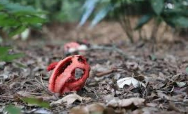 Intrigue en ligne, un objet mystérieux déniché dans un jardin fascine les internautes